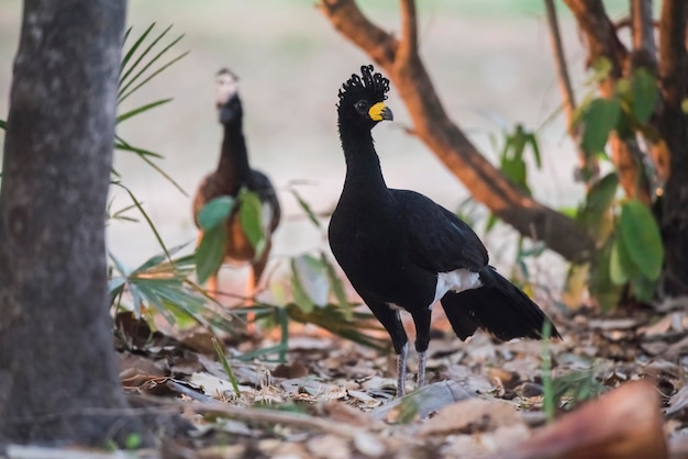 Foto curassow de cara desnuda en un entorno selvático pantanal brasil