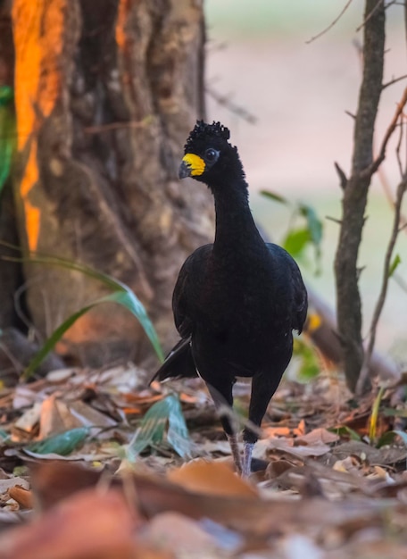 Foto curassow de cara desnuda en un entorno selvático pantanal brasil