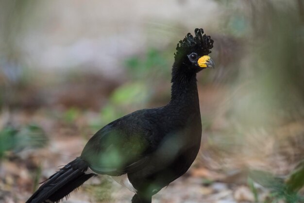 Foto curassow de cara desnuda en un entorno selvático pantanal brasil