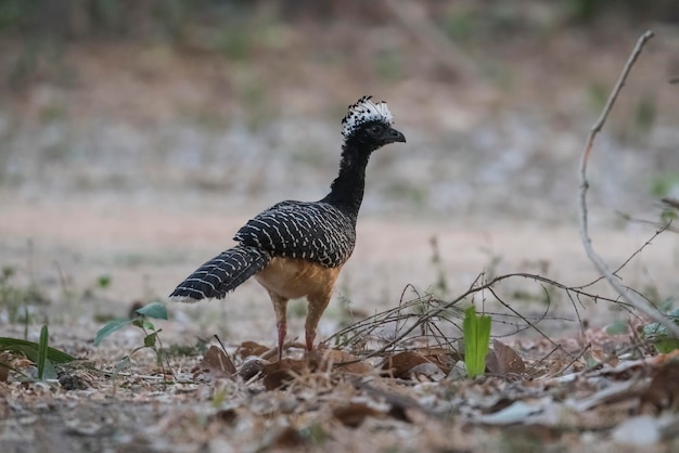 Curassow de cara desnuda en un entorno selvático Pantanal Brasil