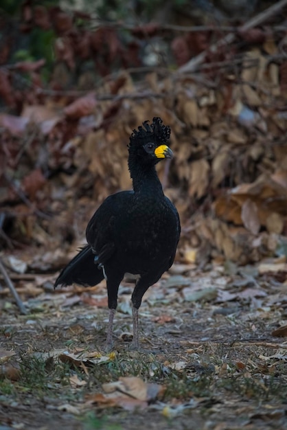 Curassow de cara desnuda en un entorno selvático Pantanal Brasil