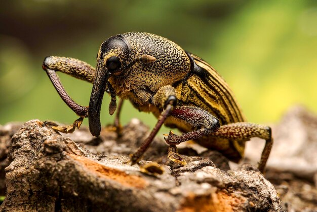 Foto curculionidae - picudo