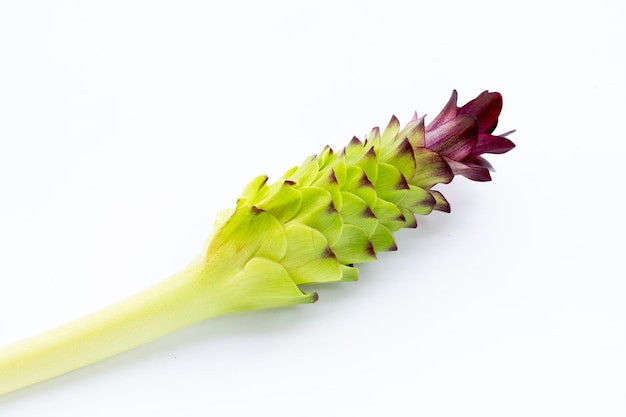 Curcuma sessilis flor sobre fondo blanco.