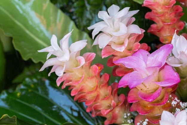 Curcuma Zanthorrhiza, Nahaufnahme der rosa Siam-Tulpenblumen im Park