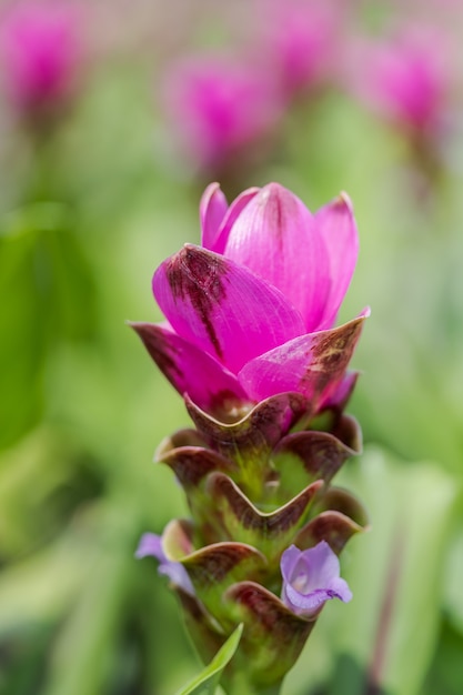 Curcuma zanthorrhiza