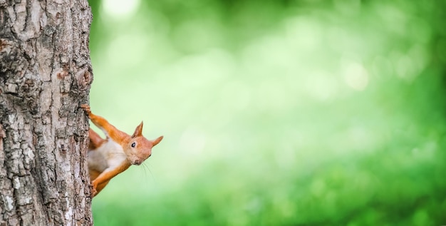 Curiosa ardilla roja que mira a escondidas detrás del tronco del árbol