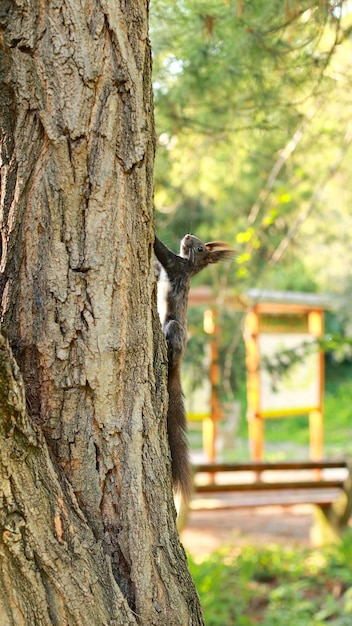 Curiosa ardilla roja que mira a escondidas detrás del tronco del árbol