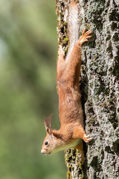 Curiosa ardilla roja que mira a escondidas detrás del tronco del árbol