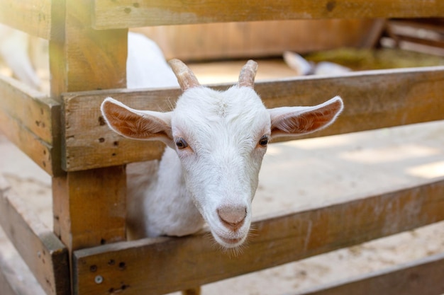 Una curiosa cabra blanca parada en un corral de madera en una granja