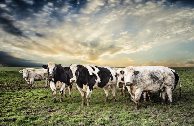 Curiosas vacas en un potrero en el norte de Europa