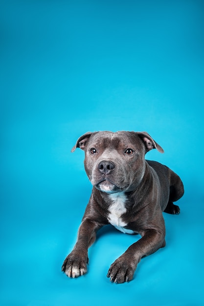 Curioso American Staffordshire Terrier de pura raza acostado en estudio sobre fondo azul mirando a la cámara