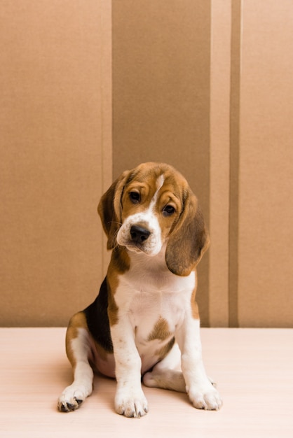 Curioso cachorro beagle mirando