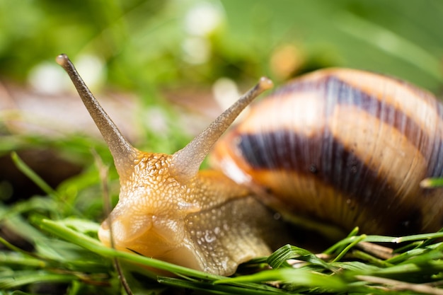 El curioso caracol de jardín Helix pomatia se arrastra por la hierba y mira a la cámara