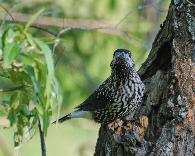 Un curioso cascanueces Nucifraga caryocatactes se sienta en un árbol viejo en un día de verano