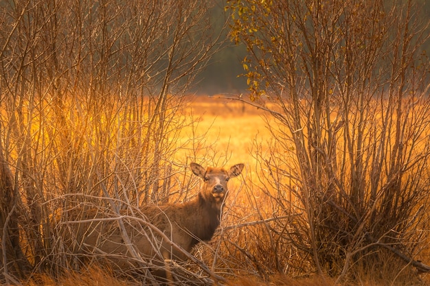 Curioso cervo no mato do Parque Nacional Rocky Montain