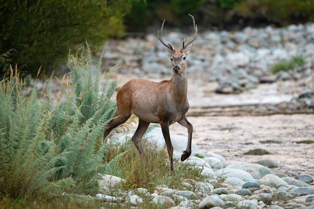 Curioso cervo vermelho se aproximando na margem do rio na natureza matinal