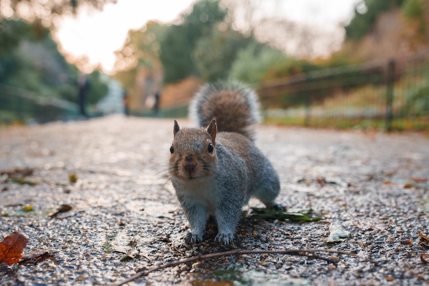 Curioso esquilo cinzento explora um parque de Londres na estação de outono