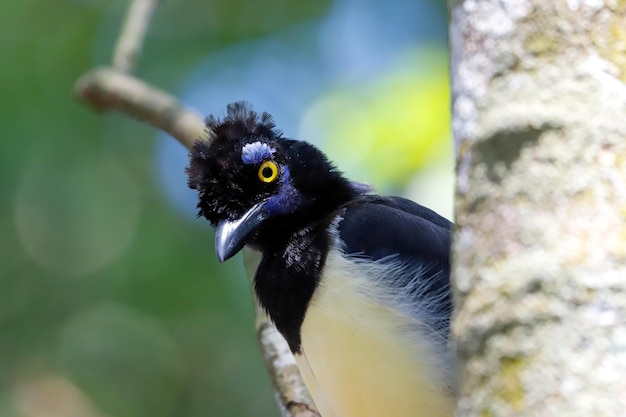 curioso gaio de pelúcia