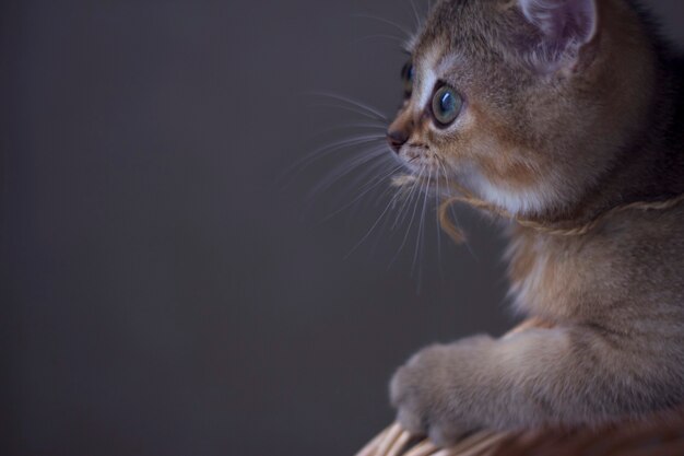 Curioso gatito escocés está jugando con una cuerda