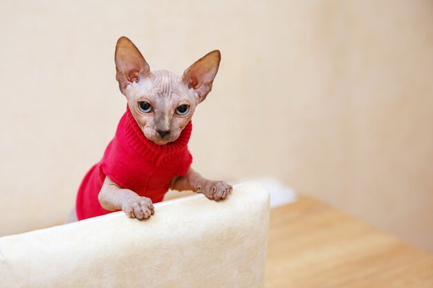 Curioso gatito de la raza Canadian Sphynx en una chaqueta roja