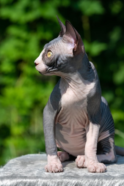 El curioso gatito Sphynx canadiense de color blanco y negro se sienta en una alfombra al aire libre en un día soleado mira hacia otro lado