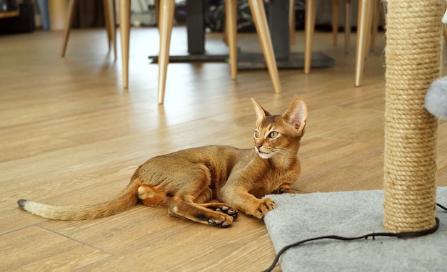 Un curioso gato abisinio tirado en el suelo