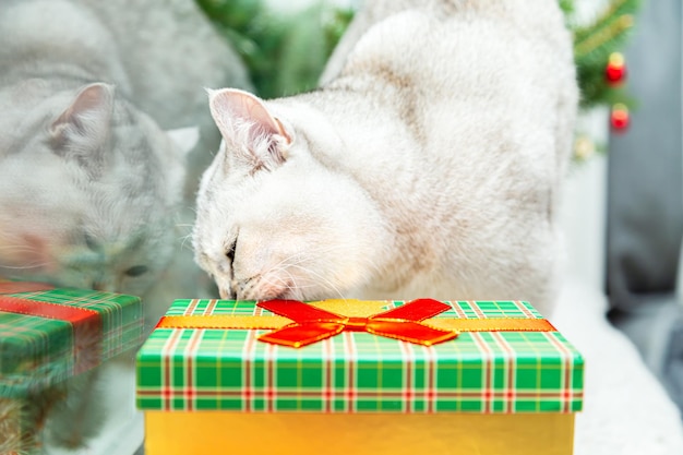 Curioso gato blanco británico olfatea la caja de regalo. Decoración de Navidad y Año Nuevo en el alféizar de la ventana.