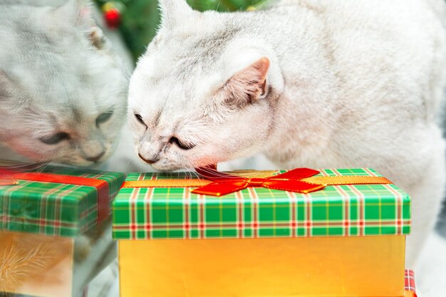 Curioso gato branco britânico cheira a caixa de presente. Decoração de Natal e ano novo no parapeito da janela.