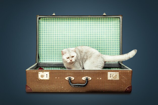 Curioso gato branco britânico em uma velha mala vintage