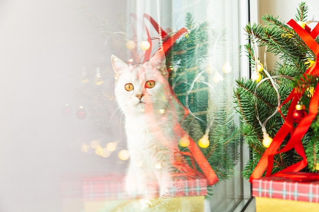 Curioso gato branco britânico fora da janela, decoração de Natal e ano novo no parapeito da janela.