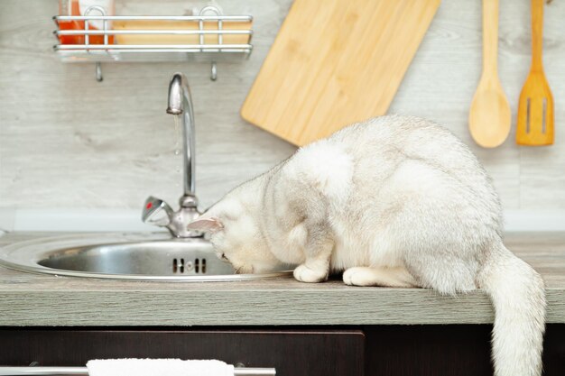 El curioso gato británico de pelo corto se sienta cerca del fregadero de la cocina Interior moderno y cómodo de la cocina