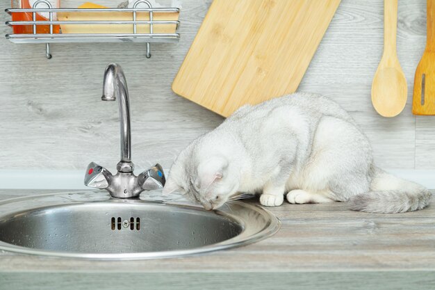 El curioso gato británico de pelo corto se sienta cerca del fregadero de la cocina Interior moderno y cómodo de la cocina