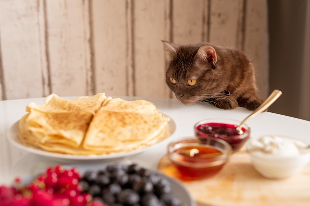 Curioso gato marrón que huele apetitosos panqueques mientras se inclina sobre la mesa servida con comida casera para el desayuno en la cocina
