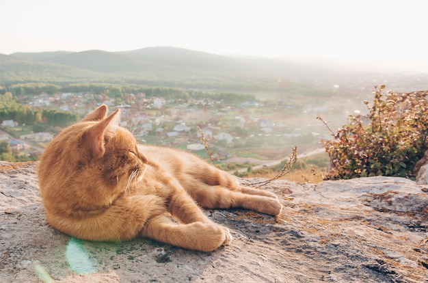 Foto curioso gato rojo y picnic en el campo