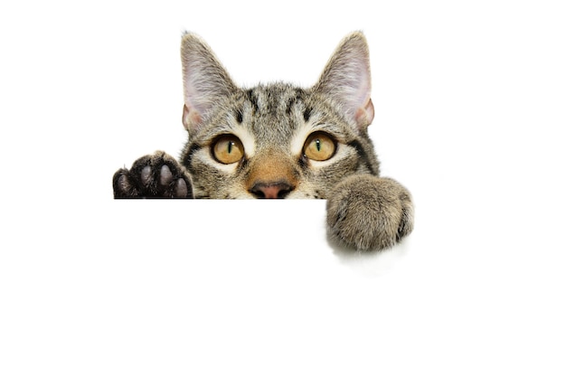 Curioso gato tabby colgando sus patas sobre un blanco en blanco aislado en fondo blanco