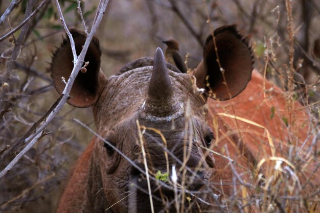El curioso joven rinoceronte negro en un bosque