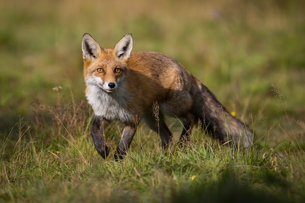 Curioso zorro rojo acercándose a pradera en verano al amanecer