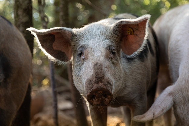 Curiosos cerdos de corral en el bosque