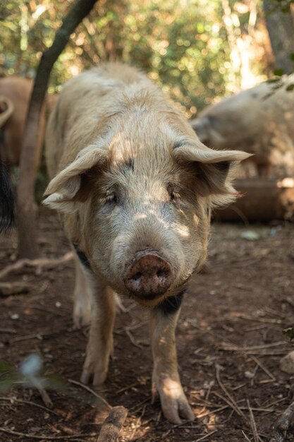 Curiosos cerdos de corral en el bosque