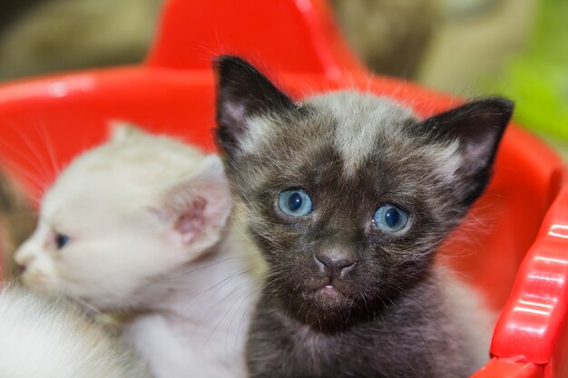 Curiosos pequeños gatitos lindos.