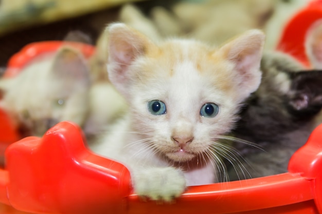 Curiosos pequeños gatitos lindos.