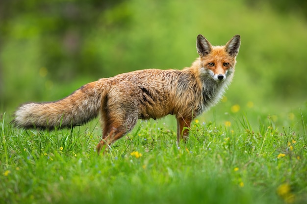 Curiosos vulpes de raposa vermelha em pé enquanto caçam no prado de flores silvestres