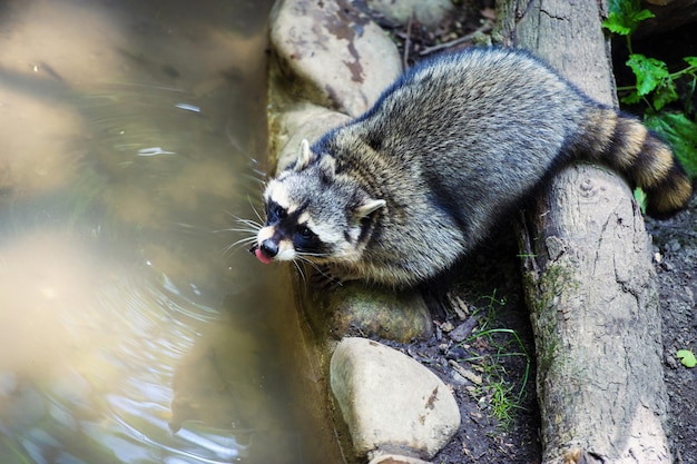 Curious Raccoon Procyon lotor também conhecido como guaxinim norte-americano