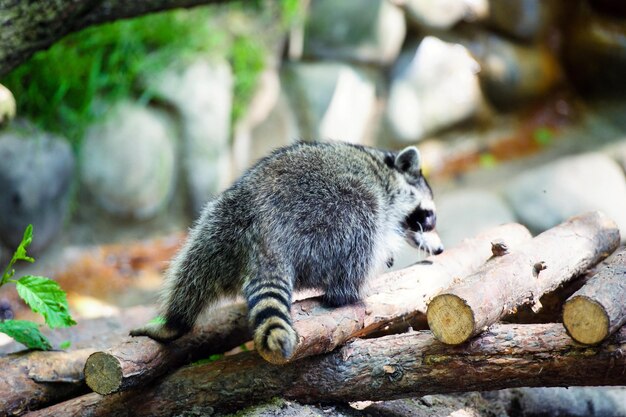 Curious Raccoon Procyon lotor también conocido como el mapache norteamericano