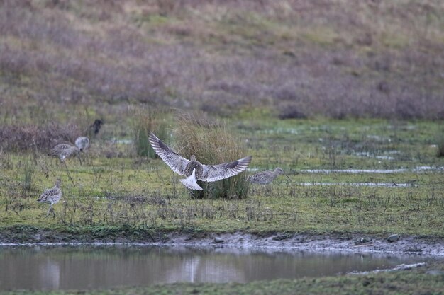 Foto curlew landet am seeufer