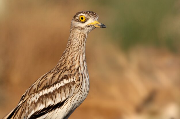 Curlew de piedra, Burhinus oedicnemus