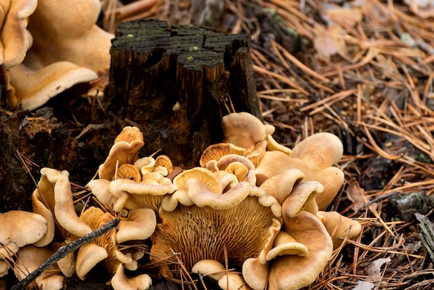 Curly Oyster Mushroom Pilz wächst auf einem umgestürzten Baumstumpf im Herbstwald. Pleurotus-Djamor.