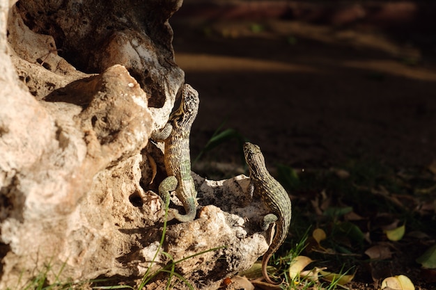 Curly-tailed Eidechsen auf dem Felsen