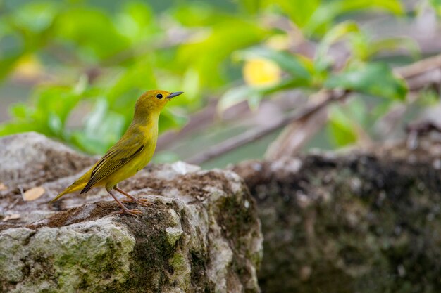 Curruca amarilla americana filmada en la península de Yucatán