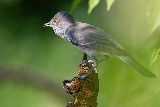 Curruca barrada Sylvia nisoria Un pájaro se sienta en una hermosa rama seca